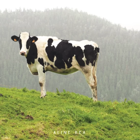 cow-pasture-land-azores-inspiration