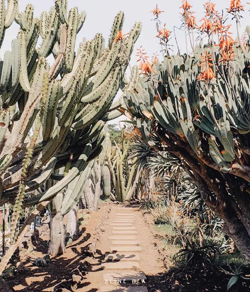 Giant cactus on both sides of a stone path.